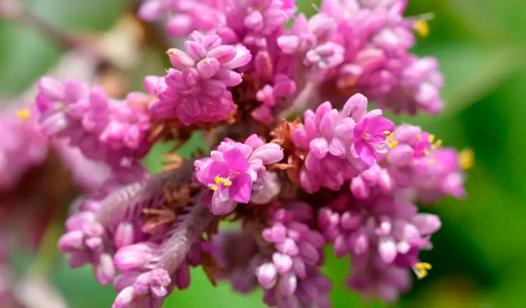 ahtapot çiçeği bakımı