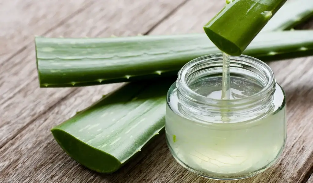 aloe vera çiçeği bakımı