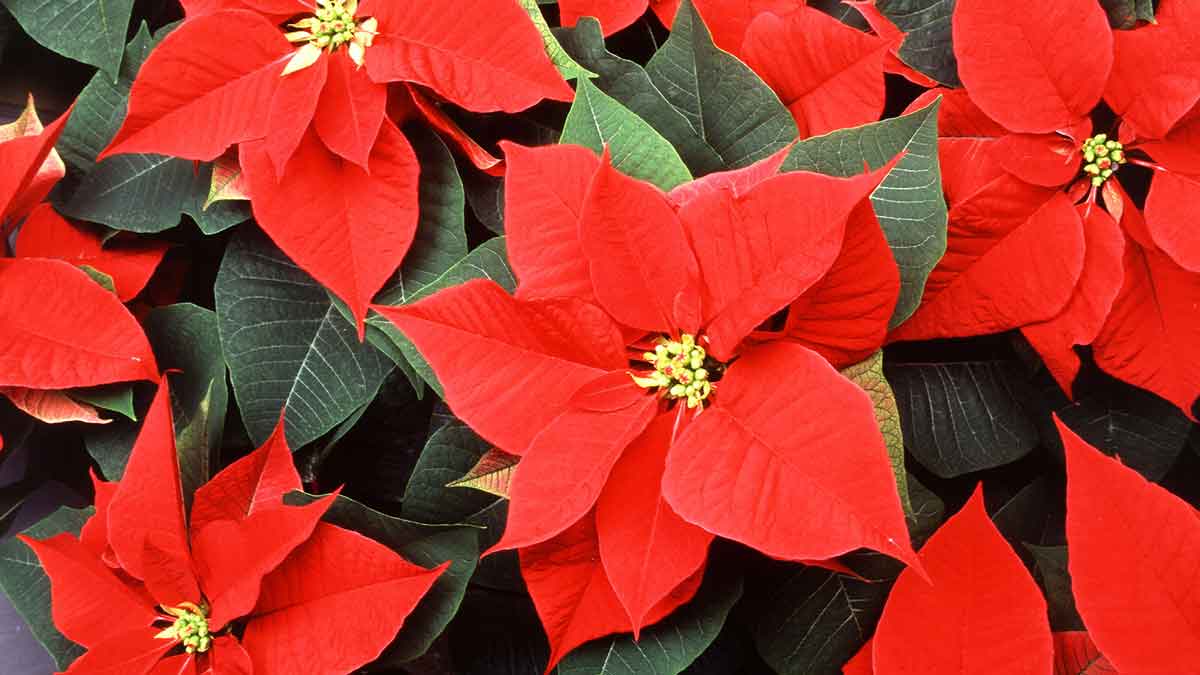 atatürk çiçeği bakımı