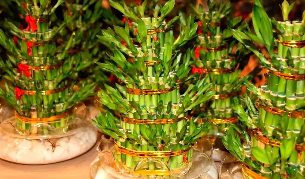 bambu çiçeği bakımı