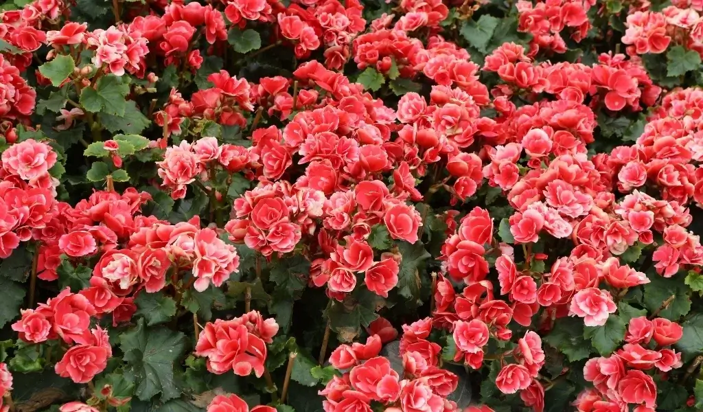 begonya çiçeği bakımı