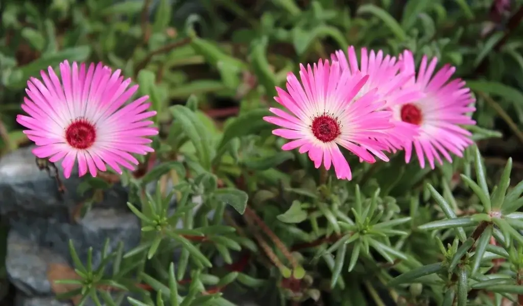 buz çiçeği bakımı