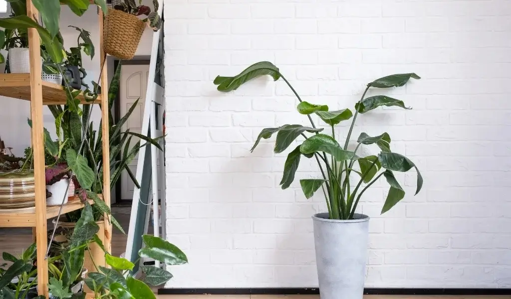 cennet kuşu çiçeği bakımı