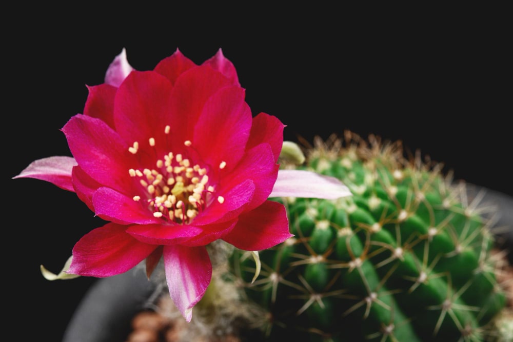 çiçek açan kaktüs türleri