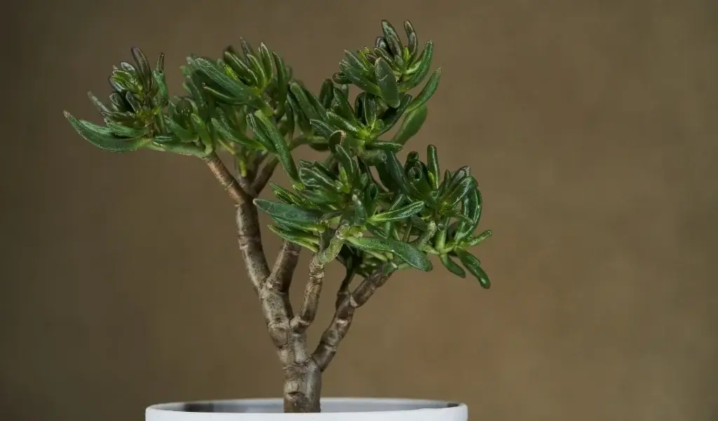 crassula çiçeği bakımı