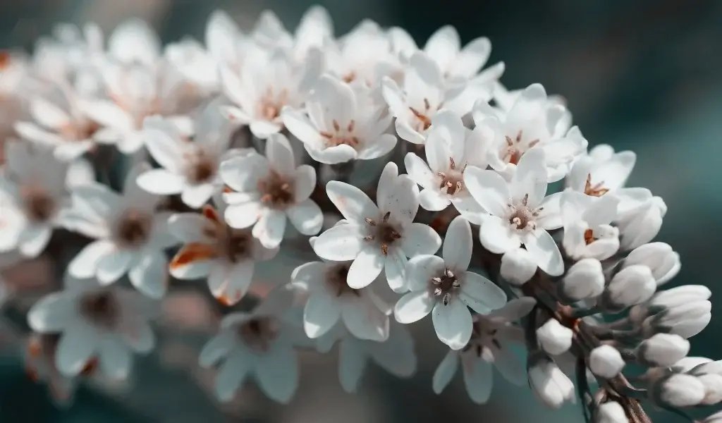 çuha çiçeği bakımı