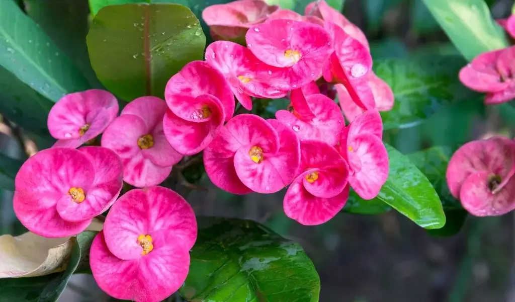 dikenler tacı çiçeği bakımı