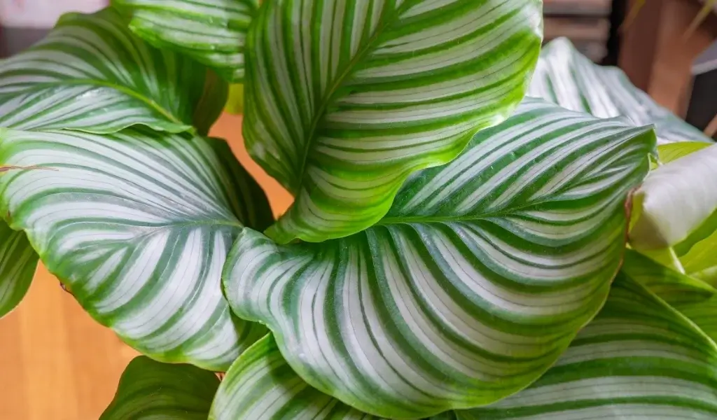 dua çiçeği bakımı