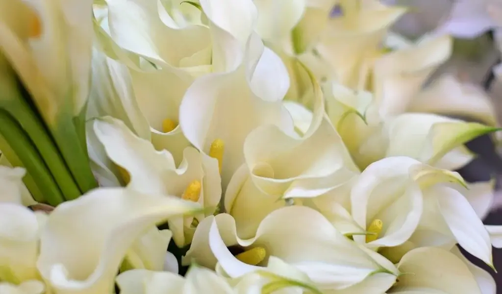 gala çiçeği bakımı