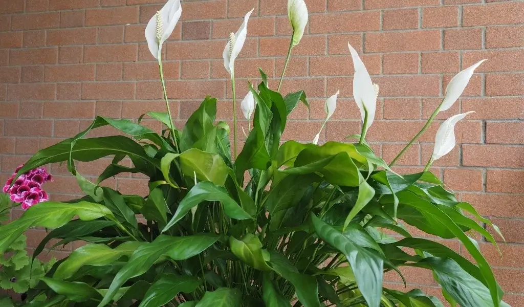 gardenya çiçeği bakımı