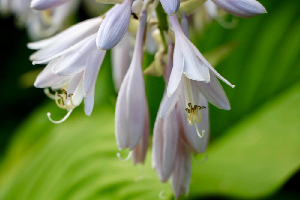 hosta çiçeği bakımı