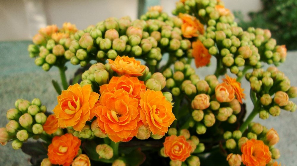 kalanchoe çiçeği bakımı