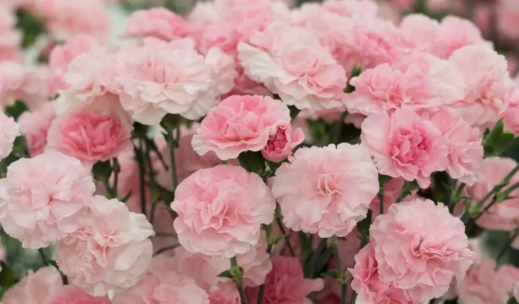 karanfil çiçeği bakımı