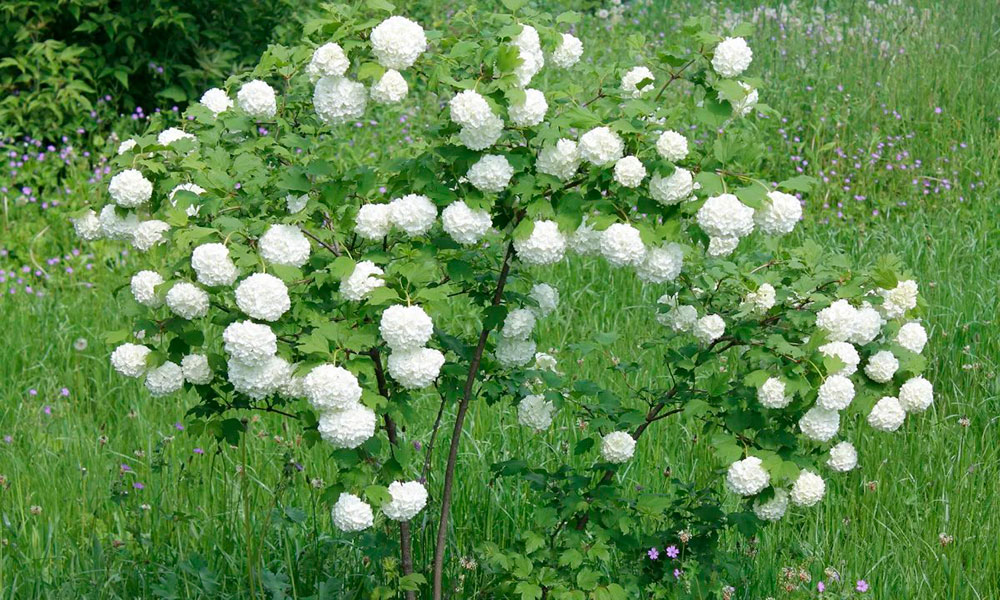 kartopu çiçeği bakımı