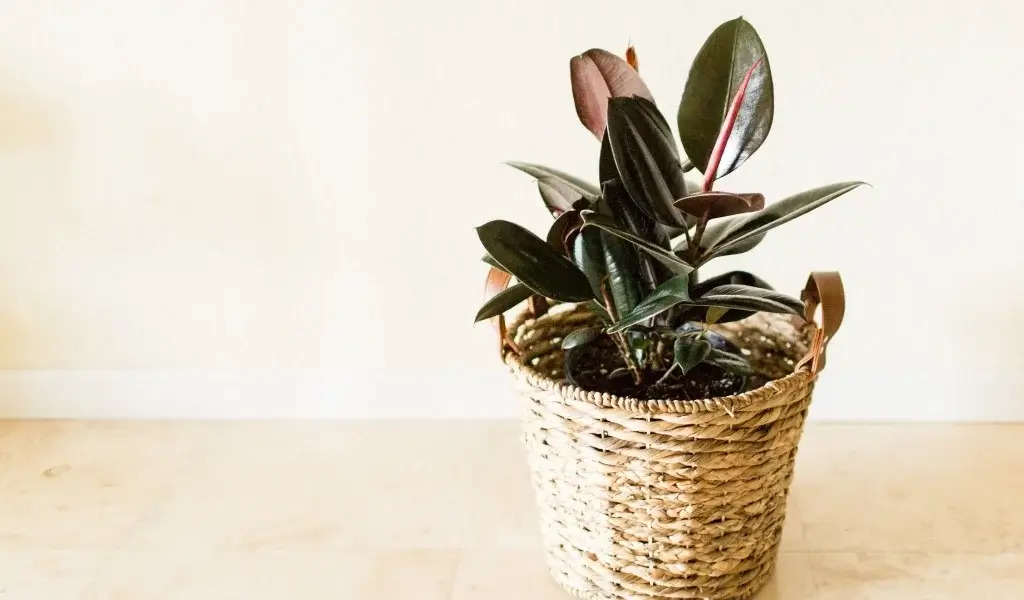 kauçuk çiçeği bakımı