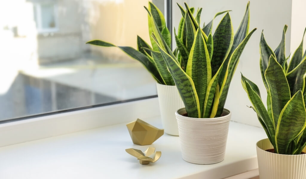 kılıç çiçeği bakımı