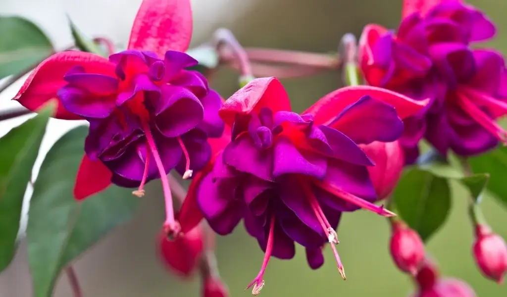 küpe çiçeği bakımı