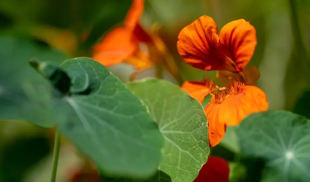 latin çiçeği bakımı