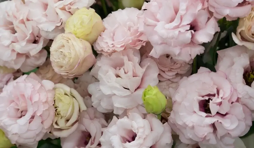 litanyus çiçeği bakımı