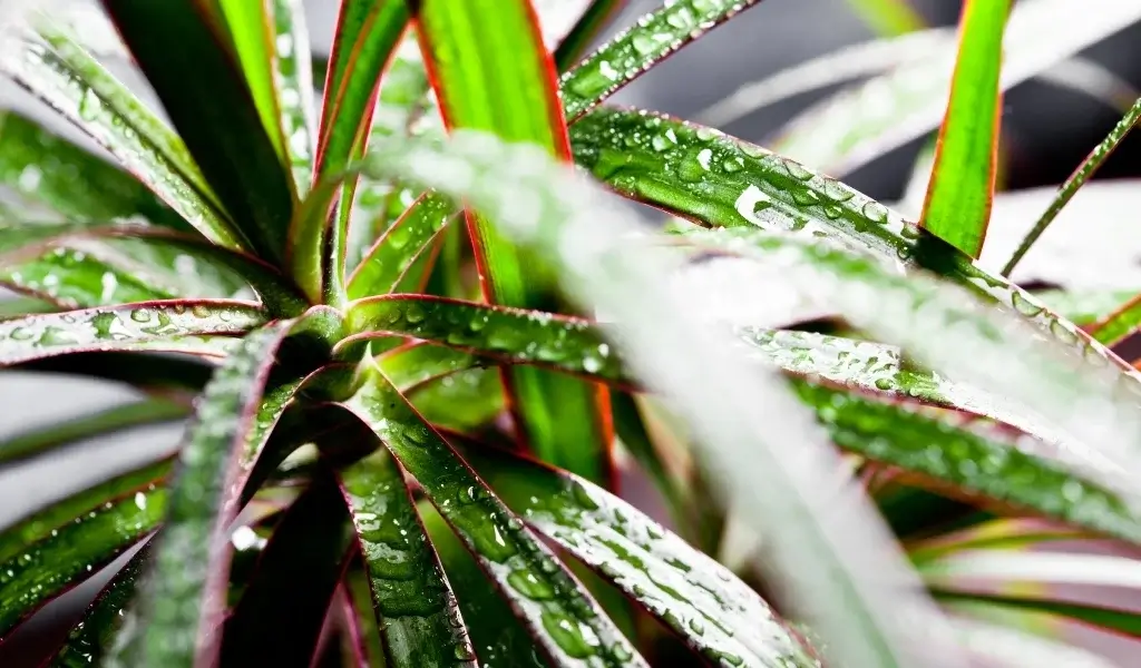 marginata çiçeği bakımı