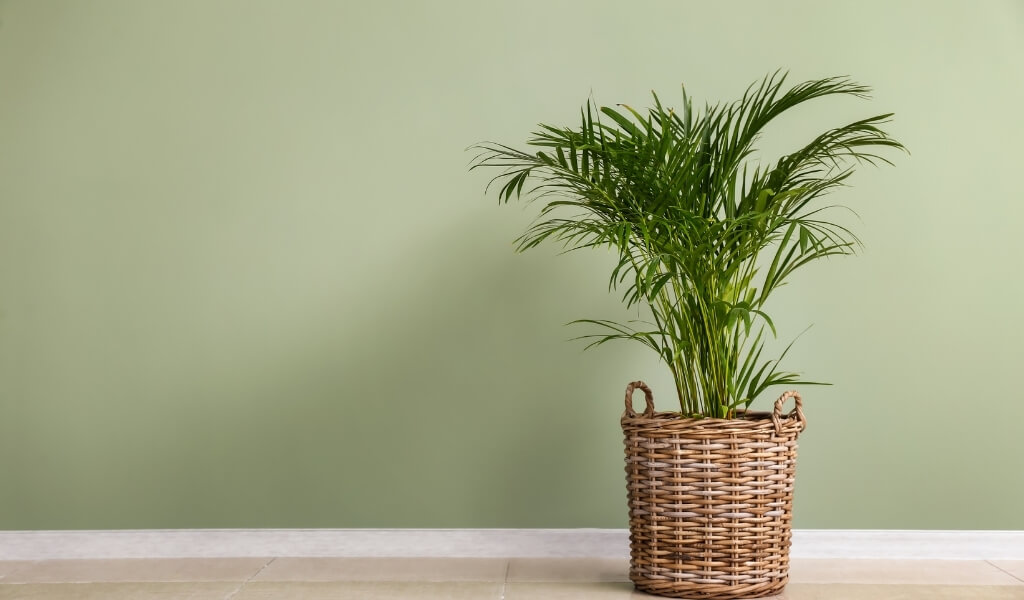 palmiye çiçeği bakımı