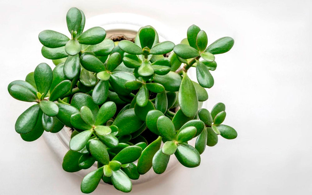 para çiçeği bakımı