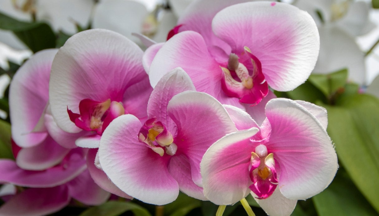 phalaenopsis orkide bakımı