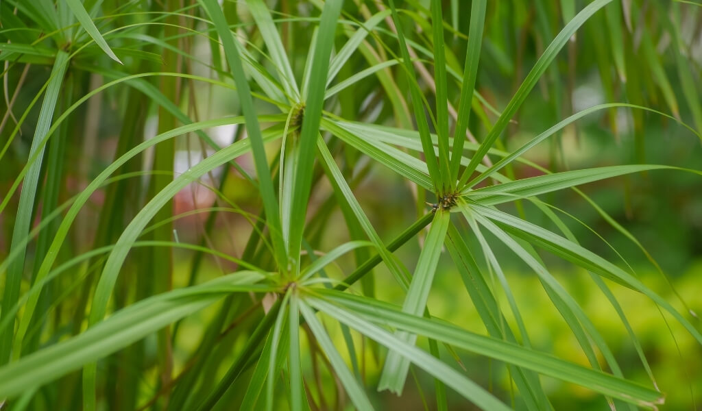 şemsiye çiçeği bakımı