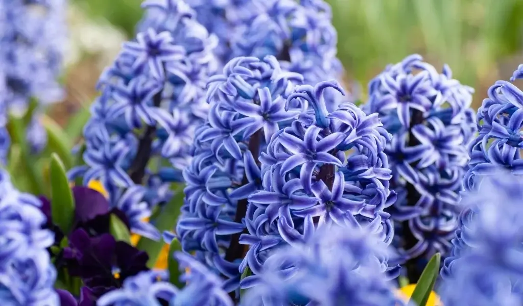 sümbül çiçeği bakımı