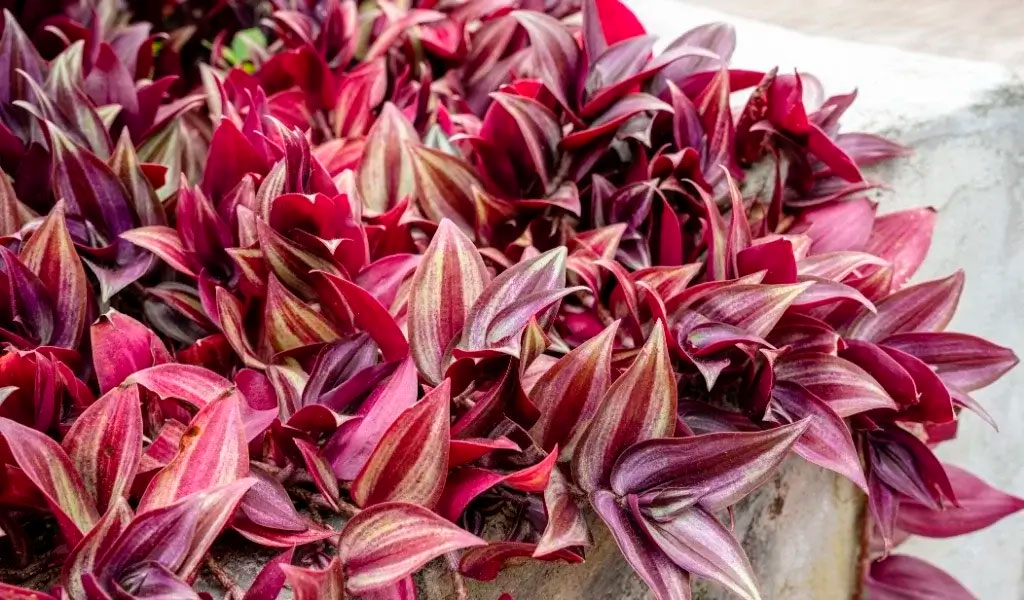 telgraf çiçeği bakımı