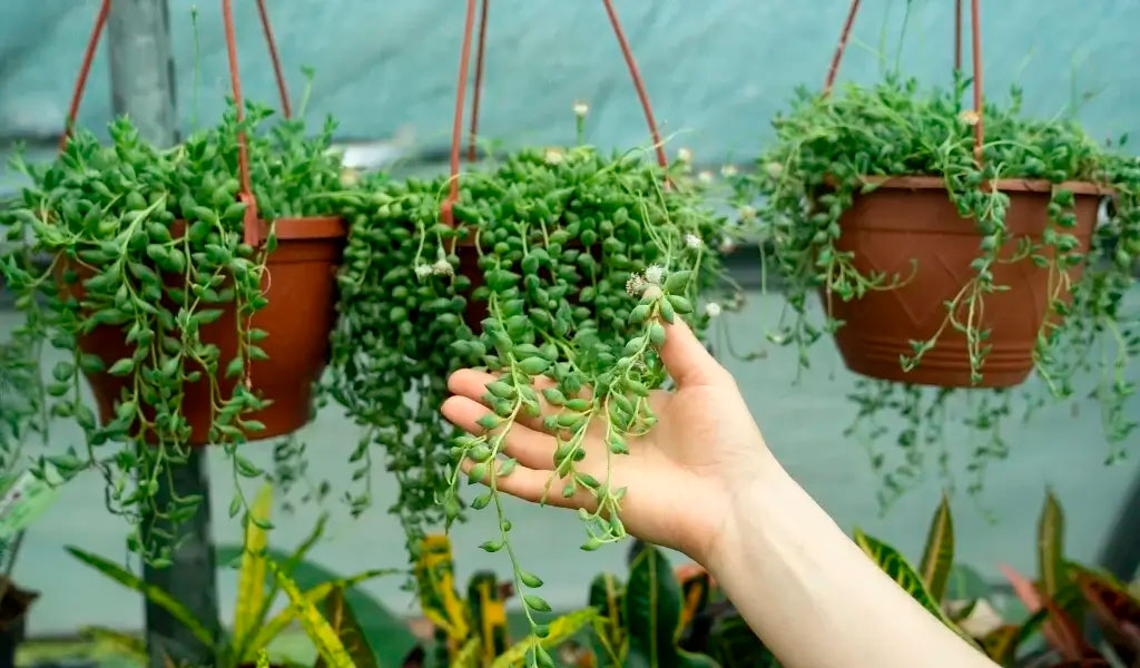 tesbih çiçeği bakımı