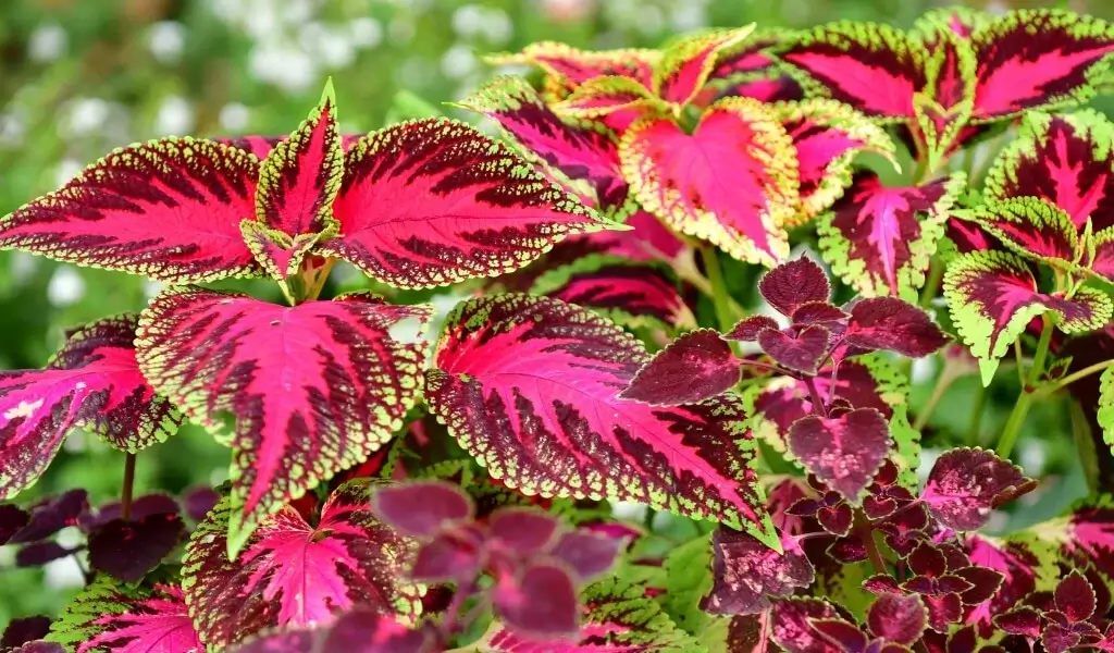 yaprak güzeli çiçeği bakımı