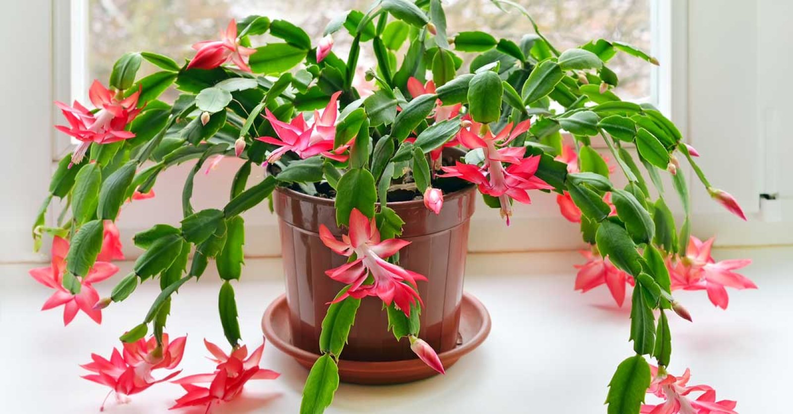 yılbaşı çiçeği bakımı