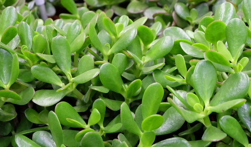 para çiçeği bakımı