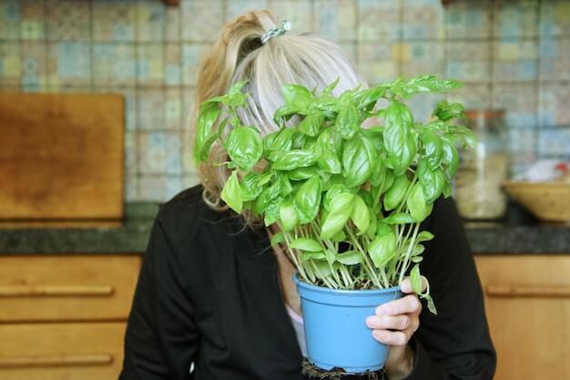 evde fesleğen nasıl yetiştirilir?