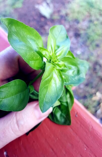 fesleğen yetiştirme nedir? fesleğen yetiştiriciliği