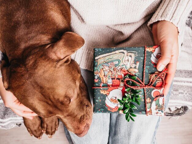 hayvanseverlere hediye önerileri – hayvan sahiplerine hediyeler