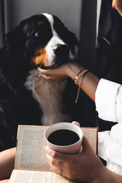 kahve falında köpek görmenin anlamı