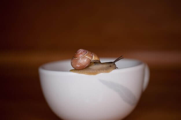 kahve falında salyangoz görmek ne anlama gelir?