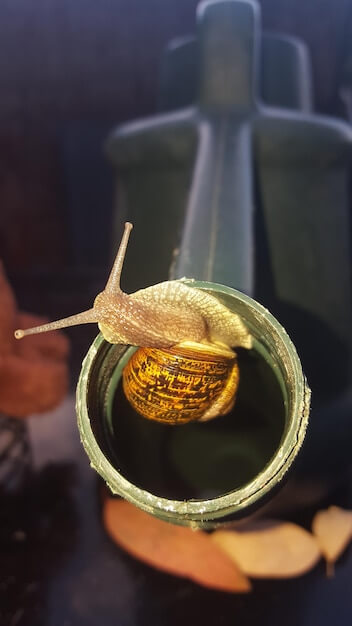 kahve falında salyangozun anlamı