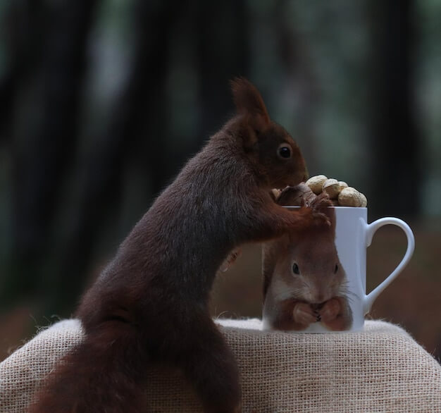 kahve falında sincap görmek ne anlama gelir?