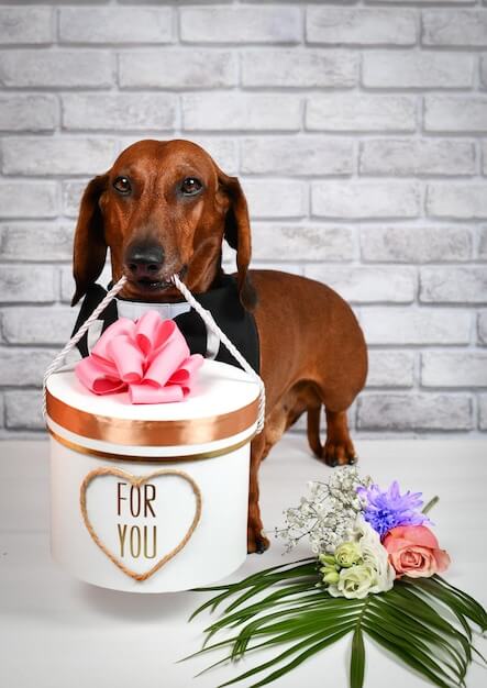 neden evcil hayvan temalı kişiselleştirilmiş hediyeler bu kadar özel?