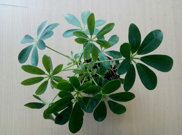 şeflera bitkisi nedir?