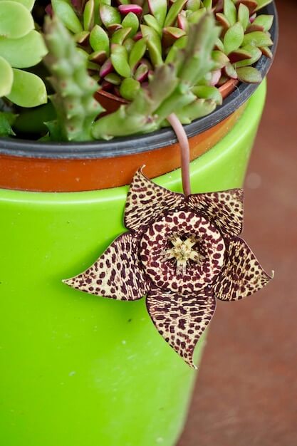 sukulent çeşitleri nelerdir?